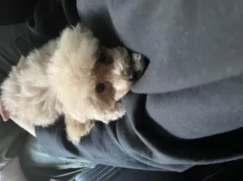 M.E 様のお迎えした子犬