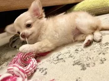 M.O 様のお迎えした子犬