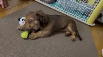 そら 様のお迎えした子犬
