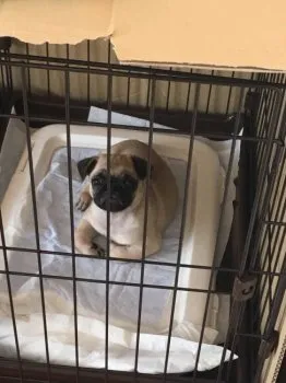 けい 様のお迎えした子犬