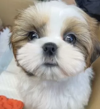 TY 様のお迎えした子犬