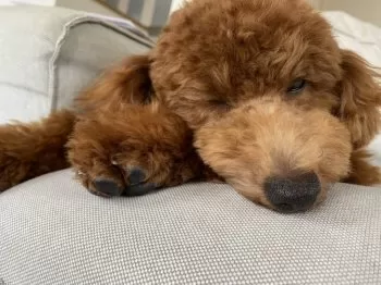 N.O 様のお迎えした子犬
