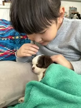 はちゅっぷ 様のお迎えした子犬