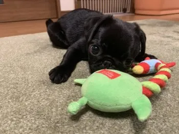 ぷりん 様のお迎えした子犬