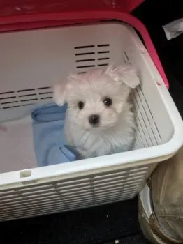 MAKI 様のお迎えした子犬