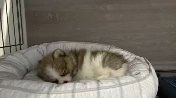 オラ 様のお迎えした子犬