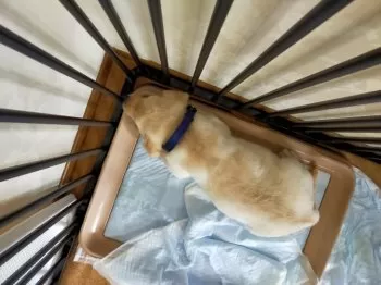 birdie 様のお迎えした子犬