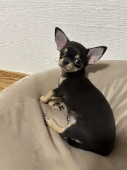M.H 様のお迎えした子犬