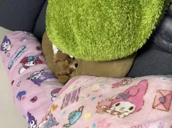 J.C 様のお迎えした子犬