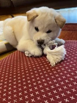 たけぽん 様のお迎えした子犬