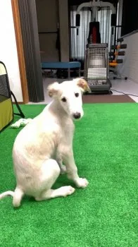 ぷっちょ 様のお迎えした子犬