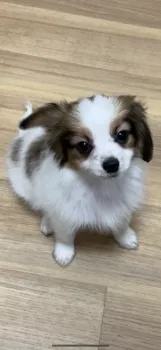 ティアラ 様のお迎えした子犬