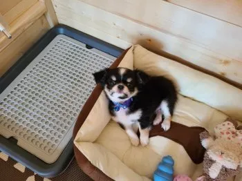 masaoo8 様のお迎えした子犬