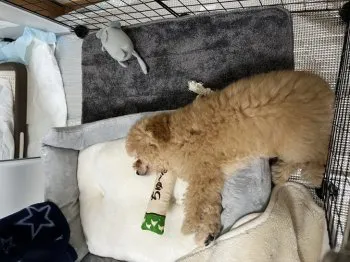 E.T 様のお迎えした子犬