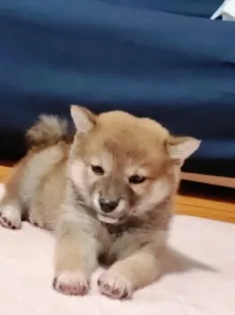 hide 様のお迎えした子犬