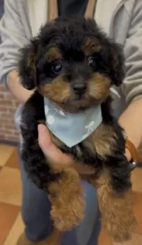 Y.N 様のお迎えした子犬