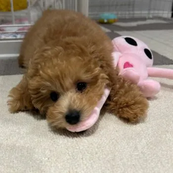 もっ 様のお迎えした子犬