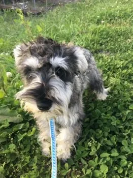 むぎ 様のお迎えした子犬