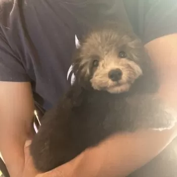 さとぱまちゅ 様のお迎えした子犬