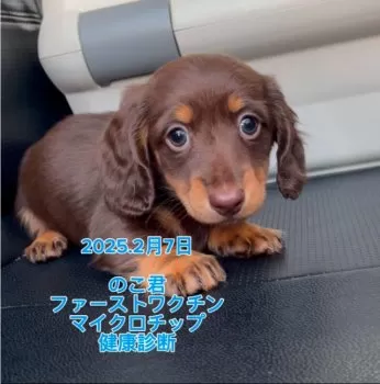 T 様のお迎えした子犬
