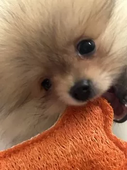 K.O 様のお迎えした子犬