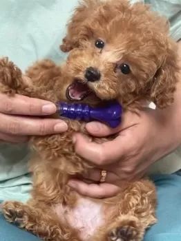 A.S 様のお迎えした子犬