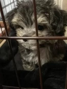 Saku 様のお迎えした子犬