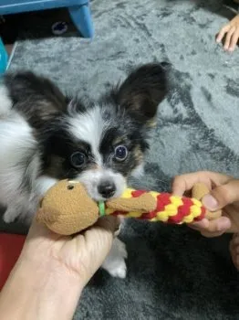 松本4兄弟 様のお迎えした子犬