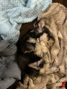 はるか 様のお迎えした子犬