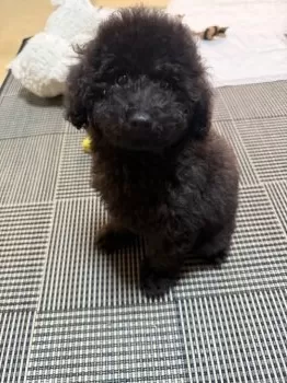 N.K 様のお迎えした子犬