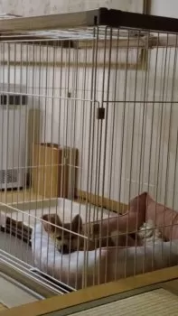 ろん 様のお迎えした子犬