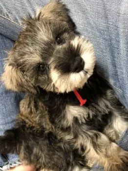 yasu 様のお迎えした子犬