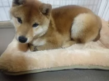 なかとも 様のお迎えした子犬