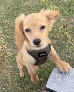 ショウ 様のお迎えした子犬