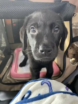 F 様のお迎えした子犬