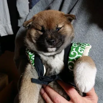 T.H 様のお迎えした子犬