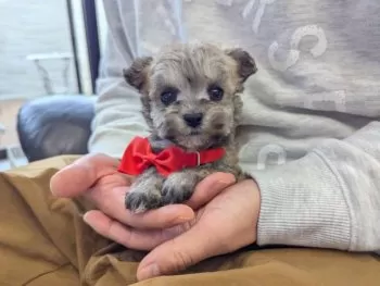 N 様のお迎えした子犬