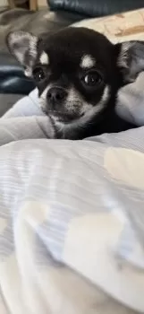 N.A 様のお迎えした子犬