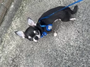 M.K 様のお迎えした子犬