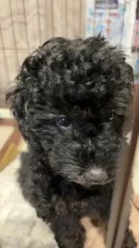 しんちゃん 様のお迎えした子犬