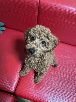 マミー 様のお迎えした子犬