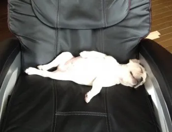 ペコ丸 様のお迎えした子犬