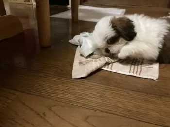 T.M 様のお迎えした子犬