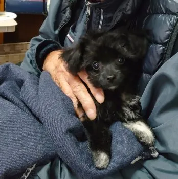 天翠 様のお迎えした子犬