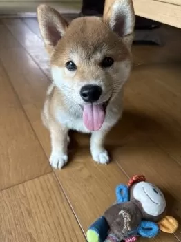 N.K 様のお迎えした子犬