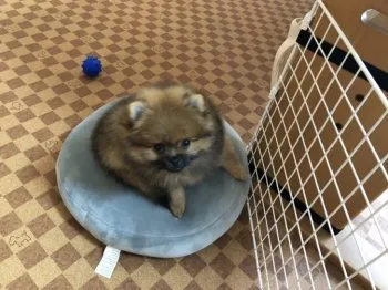 Y.A 様のお迎えした子犬
