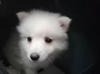 てへぺろ 様のお迎えした子犬