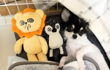 テチチ 様のお迎えした子犬