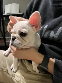 M.K 様のお迎えした子犬