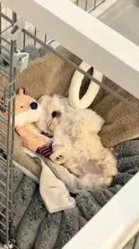 ルビー 様のお迎えした子犬